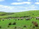 whangarei (34)